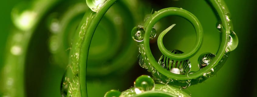 bigstock_Spiral_Plant_3791473
